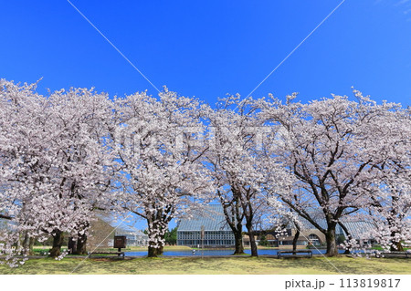 【富山県】快晴の富山県中央植物園の満開の桜（花のプロムナード） 113819817