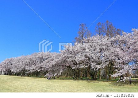 【富山県】快晴の富山県中央植物園の満開の桜（花のプロムナード） 113819819