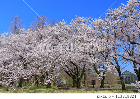 【富山県】快晴の富山県中央植物園の満開の桜(花のプロムナード) 【富山県】快晴の富山県中央植物園の満開の桜(花のプロムナード) 113819821