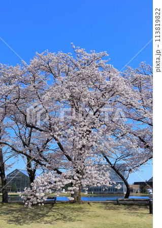 【富山県】快晴の富山県中央植物園の満開の桜（花のプロムナード） 113819822
