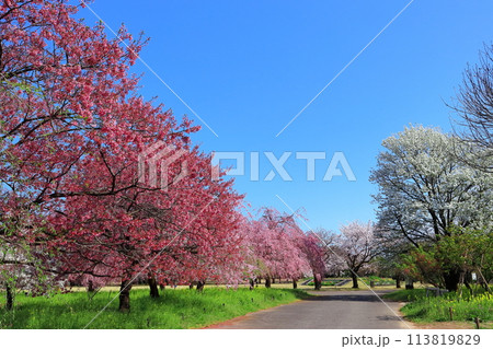 【富山県】快晴の富山県中央植物園の満開の桜（サクラ・ウメ園） 113819829