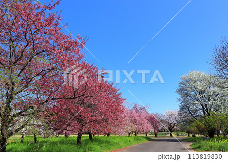 【富山県】快晴の富山県中央植物園の満開の桜（サクラ・ウメ園） 113819830