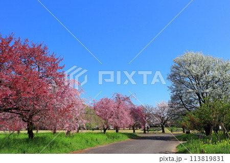 【富山県】快晴の富山県中央植物園の満開の桜（サクラ・ウメ園） 113819831