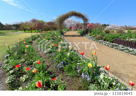 【富山県】快晴の富山県中央植物園の満開の桜とチューリップ 113819845