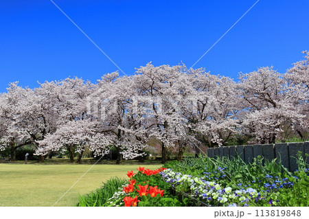 【富山県】快晴の富山県中央植物園の満開の桜とチューリップ 【富山県】快晴の富山県中央植物園の満開の桜とチューリップ 113819848