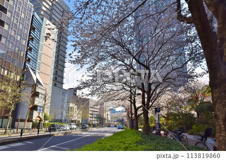 桜満開の愛宕下通り　東京 113819860