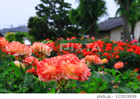 荒牧バラ園(兵庫県伊丹市)に咲くバラの花<センチメンタル> 荒牧バラ園(兵庫県伊丹市)に咲くバラの花<センチメンタル> 113819939