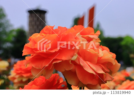 荒牧バラ園(兵庫県伊丹市)に咲くバラの花<ブラスバンド> 荒牧バラ園(兵庫県伊丹市)に咲くバラの花<ブラスバンド> 113819940