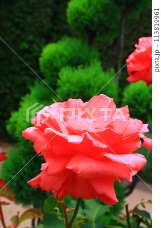 荒牧バラ園(兵庫県伊丹市)に咲くバラの花<芳純> 荒牧バラ園(兵庫県伊丹市)に咲くバラの花<芳純> 113819961