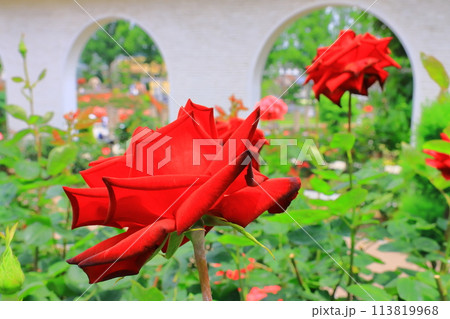 荒牧バラ園（兵庫県伊丹市）に咲くバラの花 113819968