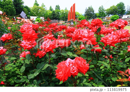 荒牧バラ園（兵庫県伊丹市）に咲くバラの花＜ラブ＞ 113819975