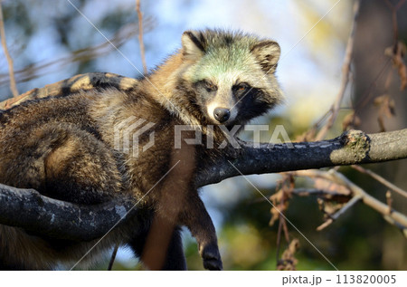 タヌキ タヌキ 113820005