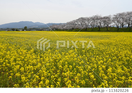 桜咲く奈良県橿原市 藤原宮跡 菜の花花園 桜咲く奈良県橿原市 藤原宮跡 菜の花花園 113820226