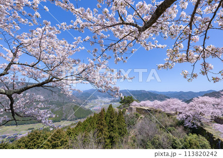 桜満開の竹田城跡 桜満開の竹田城跡 113820242