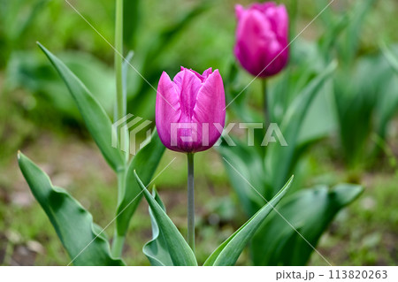 チューリップ チューリップ 113820263