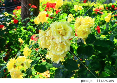 水明公園（兵庫県尼崎市）に咲くバラの花の写真素材 [113820369] - PIXTA