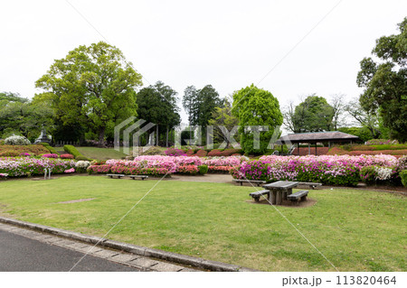 新緑とツツジのある風景 113820464