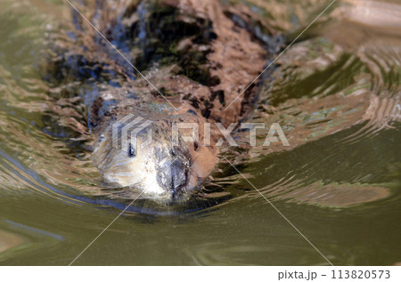 ビーバー ビーバー 113820573