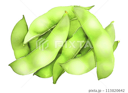 枝豆の水彩画。AI生成画像。夏野菜のイラスト。 113820642