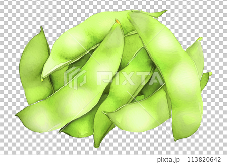 枝豆の水彩画。AI生成画像。夏野菜のイラスト。 113820642