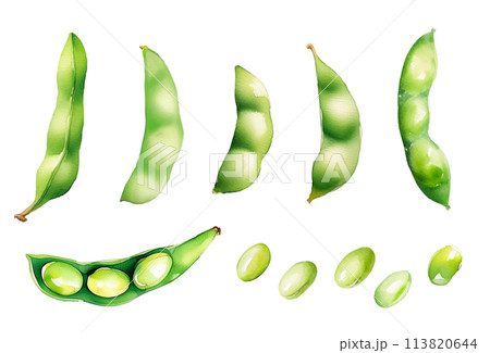 枝豆の水彩画。AI生成画像。夏野菜のイラスト。 113820644