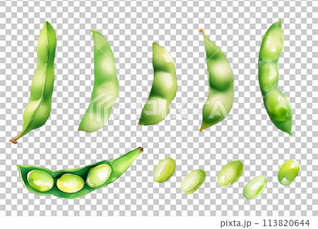 枝豆の水彩画。AI生成画像。夏野菜のイラスト。 113820644