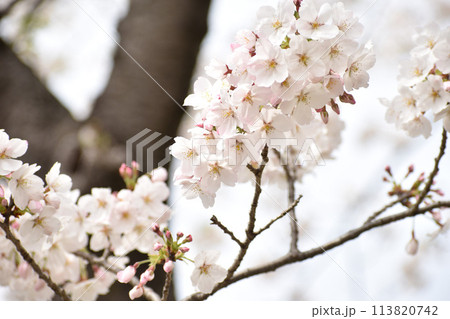 黒っぽい幹に映える白いソメイヨシノ 113820742