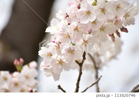 黒っぽい幹に映える白いソメイヨシノ 黒っぽい幹に映える白いソメイヨシノ 113820746