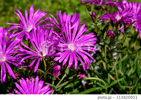 マツバギクの花が咲いています マツバギクの花が咲いています 113820931