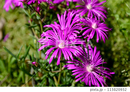 マツバギクの花が咲いています マツバギクの花が咲いています 113820932