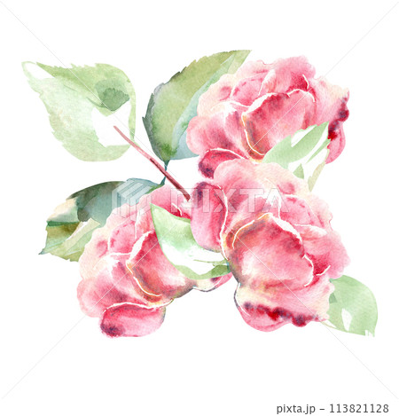 Pink roses watercolor hand painting floral illustration of collection garden flowers. Isolated on white background. Wedding floral design for bouquets, wreaths, arrangements, wedding invitations Pink roses watercolor hand painting floral illustration of collection garden flowers. Isolated on white background. Wedding floral design for bouquets, wreaths, arrangements, wedding invitations 113821128