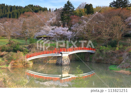 【富山県】快晴の城山公園（園謝橋）の満開の桜 113821251