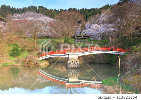 【富山県】快晴の城山公園（園謝橋）の満開の桜 113821254