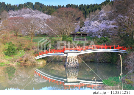 【富山県】快晴の城山公園（園謝橋）の満開の桜 113821255
