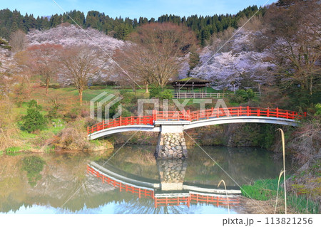 【富山県】快晴の城山公園（園謝橋）の満開の桜 113821256