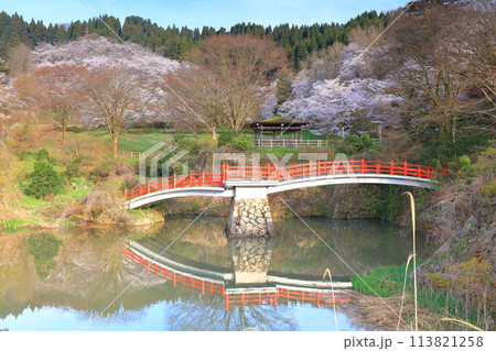 【富山県】快晴の城山公園（園謝橋）の満開の桜 113821258