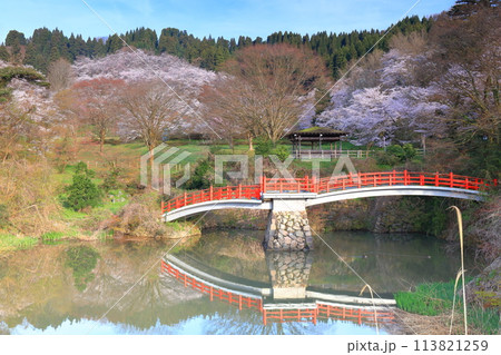 【富山県】快晴の城山公園（園謝橋）の満開の桜 113821259