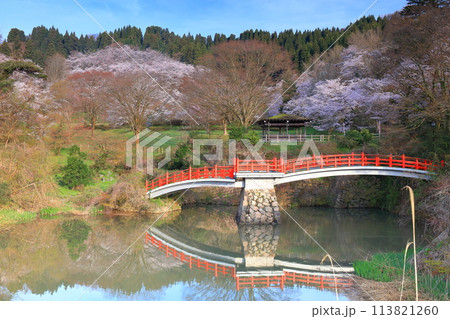【富山県】快晴の城山公園（園謝橋）の満開の桜 113821260