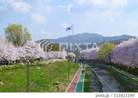 韓国の国旗と桜【瑞草区/梅軒市民の森】 韓国の国旗と桜【瑞草区/梅軒市民の森】 113821399