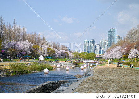 ソウルの桜の名所・梅軒市民の森【韓国/瑞草区】 113821401