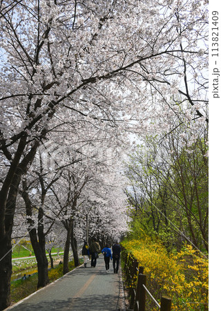 ソウルの桜の名所・梅軒市民の森【韓国/瑞草区】 113821409