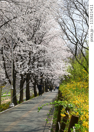 ソウルの桜の名所・梅軒市民の森【韓国/瑞草区】 ソウルの桜の名所・梅軒市民の森【韓国/瑞草区】 113821411