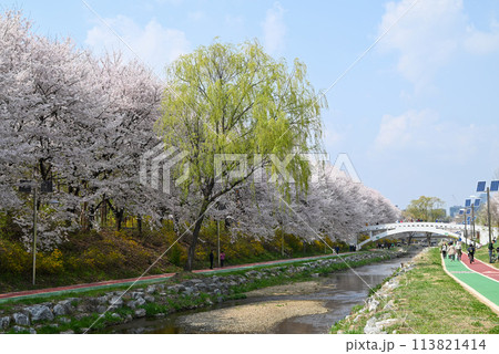 ソウルの桜の名所・梅軒市民の森【韓国/瑞草区】 ソウルの桜の名所・梅軒市民の森【韓国/瑞草区】 113821414
