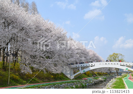 ソウルの桜の名所・梅軒市民の森【韓国/瑞草区】 ソウルの桜の名所・梅軒市民の森【韓国/瑞草区】 113821415