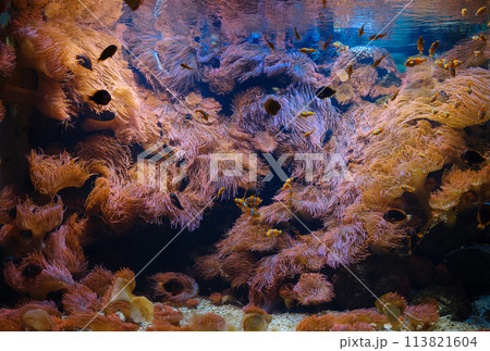 Tropical fish in aquarium, walk in Frankfurt Zoological garden, founded in 1858 and second oldest zoo in Germany 113821604