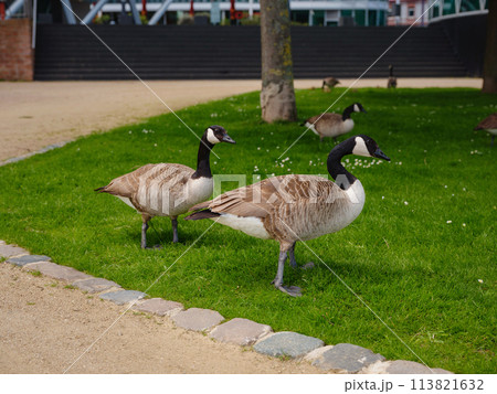 A family of Canada Geese grazing grass in city Frankfurt am Main, on bank of river in Frankfurt, spring time 113821632