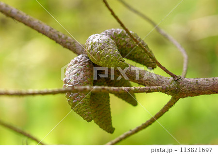 Seed cones on a wild pine branch in spring forest close up. Coniferous Pinus brutia in Spanish nature 113821697