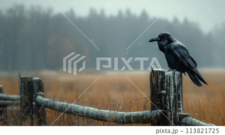 A raven sits on a fence on a gloomy winter day against a stormy sky. Countryside, fields, forest on the horizon. mystical forest. gothic aesthetic. 113821725