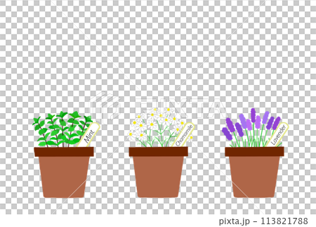 Potted Herb Postcard Potted Herb Postcard 113821788