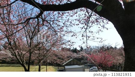みやぎ千本桜の森公園の風景-5 113821931